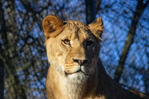 Loisirs Des Groux : Tigre Zoo De Thoiry Sized