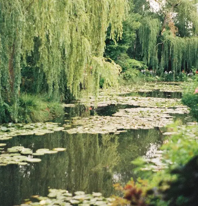 Les Nénuphars au Jardin Monet près du camping en Région parisienne